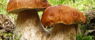 What mushrooms grow in June. What mushrooms grow in October, at the beginning and end of the month 