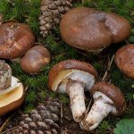 What mushrooms grow in a pine forest?