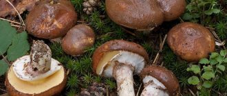 What mushrooms grow in a pine forest?