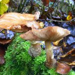 what mushrooms are found and actively grow in Ryazan photo 1