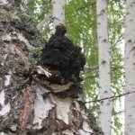 when and how to collect chaga from birch trees