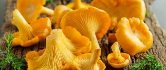 When to pick chanterelle mushrooms in the Moscow region and beyond