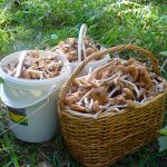 when to collect honey mushrooms 2019 in the Krasnodar region