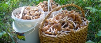 when to collect honey mushrooms 2019 in the Krasnodar region
