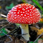 red fly agaric - photography