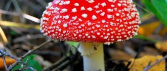 red fly agaric - photography