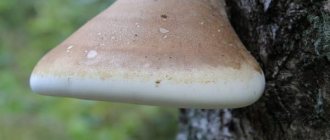 Medicinal properties of birch polypore