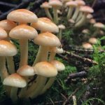 False Honey mushrooms - little forest deceivers
