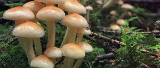 False Honey mushrooms - little forest deceivers