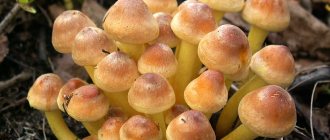 False honey mushrooms: photo
