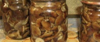 Pickled honey mushrooms for the winter - 10 recipes for cooking in jars with step-by-step photos