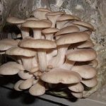 DIY oyster mushroom mycelium
