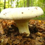 molokanka mushroom