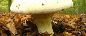 molokanka mushroom