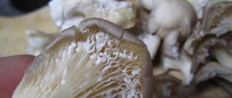 Is it possible to eat oyster mushrooms with a white coating?