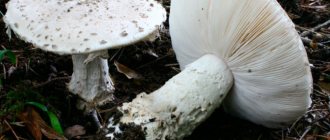 Fly agaric white