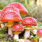 Fly agaric - characteristics, structural features and application