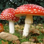 Red fly agaric - a poisonous mushroom of Crimea