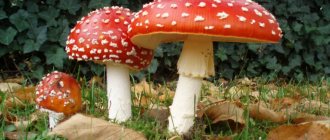 Red fly agaric - a poisonous mushroom of Crimea