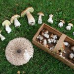 Beginner mushroom pickers can be advised to collect only tubular varieties, among which there are no deadly mushrooms