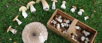Beginner mushroom pickers can be advised to collect only tubular varieties, among which there are no deadly mushrooms