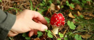 The largest amount of toxic substances is contained in the cap and base of the mushroom stem.