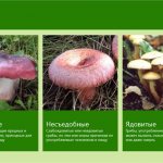названия съедобных и несъедобных грибов с картинками
