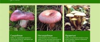 names of edible and inedible mushrooms with pictures