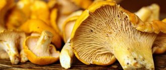 Do you need to boil chanterelles before frying?