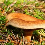 The dangers of eating pig mushrooms