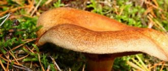 The dangers of eating pig mushrooms