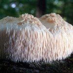 Dangerous properties and varieties of lepiota and the benefits of lion&#39;s mane