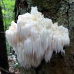 Dangerous properties and varieties of lepiota and the benefits of lion&#39;s mane