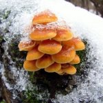 Winter honey fungus (flammulina): where it grows, description, photos, recipes