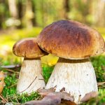 Description of white mushroom