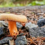 Description of the spurge mushroom