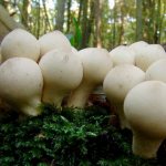 Description of the mushroom