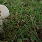 Description of meadow mushrooms