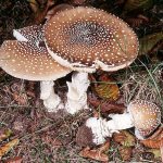 Description of the panther fly agaric