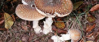 Description of the panther fly agaric