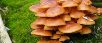 Honey mushrooms on a stump. Growing mushrooms on the site 