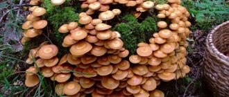 Autumn honey mushrooms