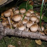 honey mushrooms in the Kursk region 2019