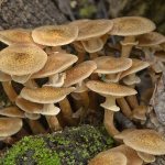 honey mushrooms in the Lipetsk region 2019
