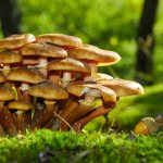 honey mushrooms in the Oryol region in 2020 photo 1