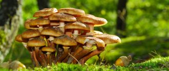 honey mushrooms in the Oryol region in 2020 photo 1