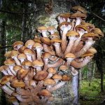 honey mushrooms in Tyumen 2019: where they grow and how to collect