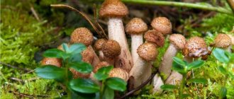 honey mushrooms