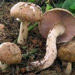 An experienced mushroom picker told me whether champignons can be eaten if they have darkened. When is it better to give up mushrooms so as not to harm yourself? 