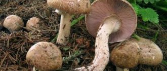 An experienced mushroom picker told me whether champignons can be eaten if they have darkened. When is it better to give up mushrooms so as not to harm yourself? 